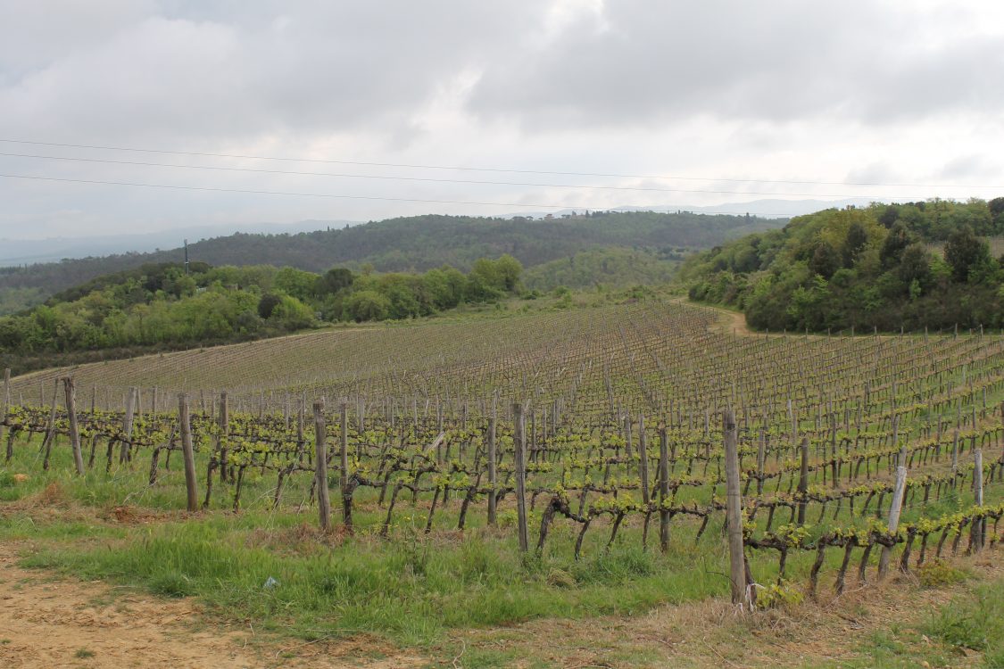 monteriggioni-vineyard